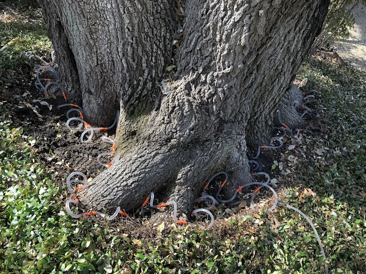 Detailed Tree Cabling and Bracing job site in Moscow Mills