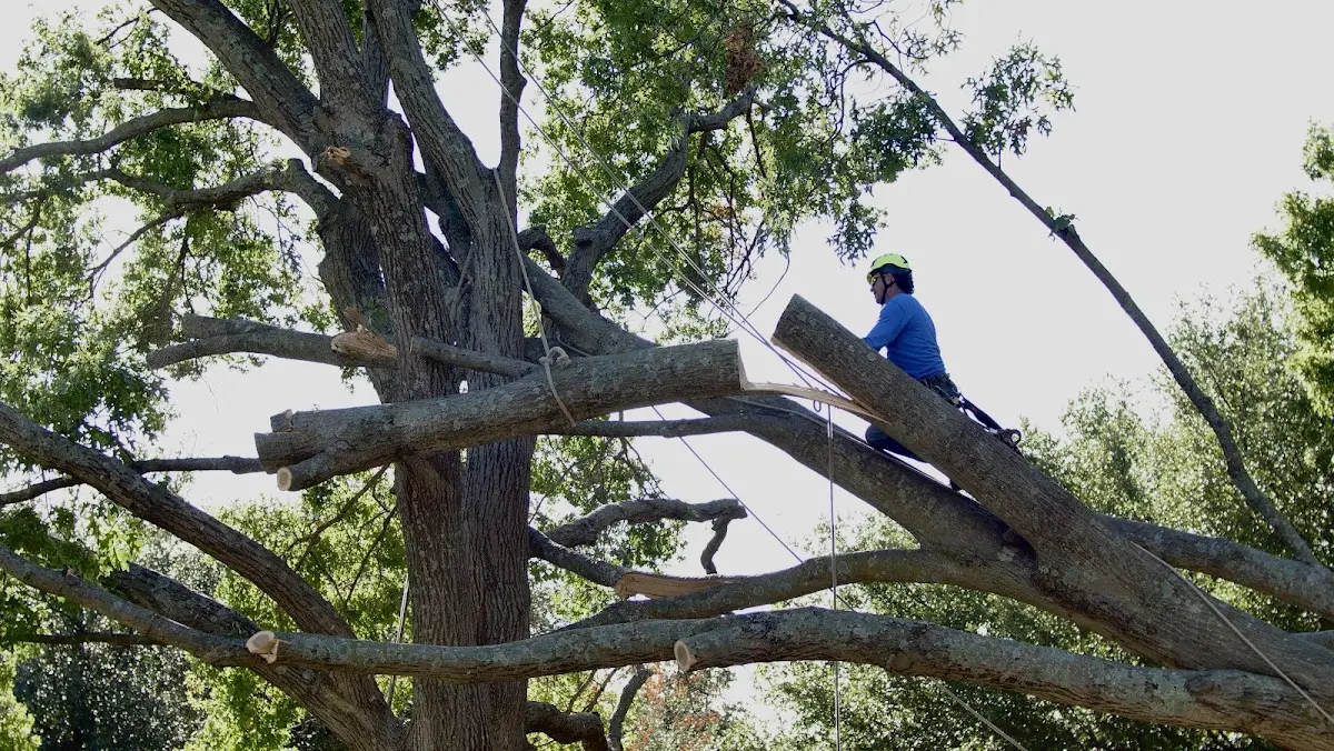 Professional Crown Thinning performed by certified arborists in Moscow Mills