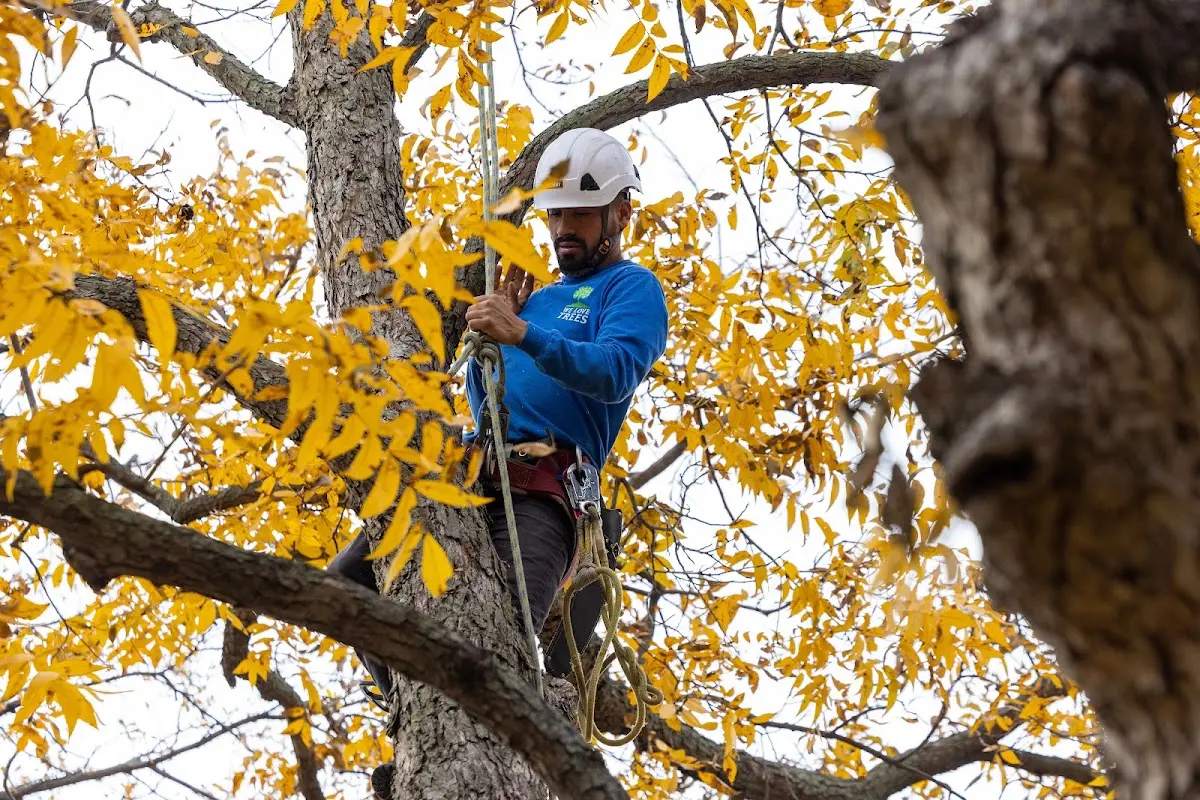 Skilled Tree Pruning crew working in Moscow Mills