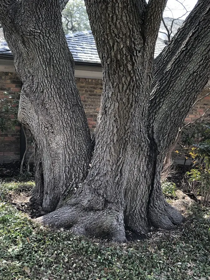 Mature heritage tree close to a Moscow Mills property cared for by certified arborists